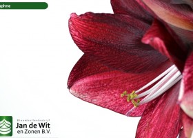 hippeastrum Daphne (3)